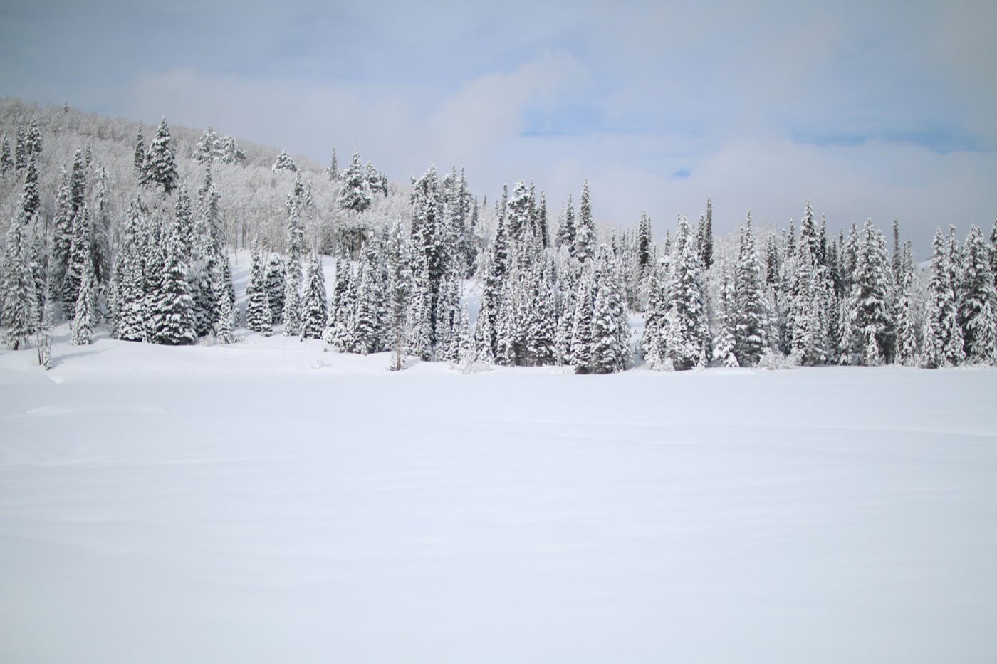 Snow-covered spruce forest ringing an open white meadow