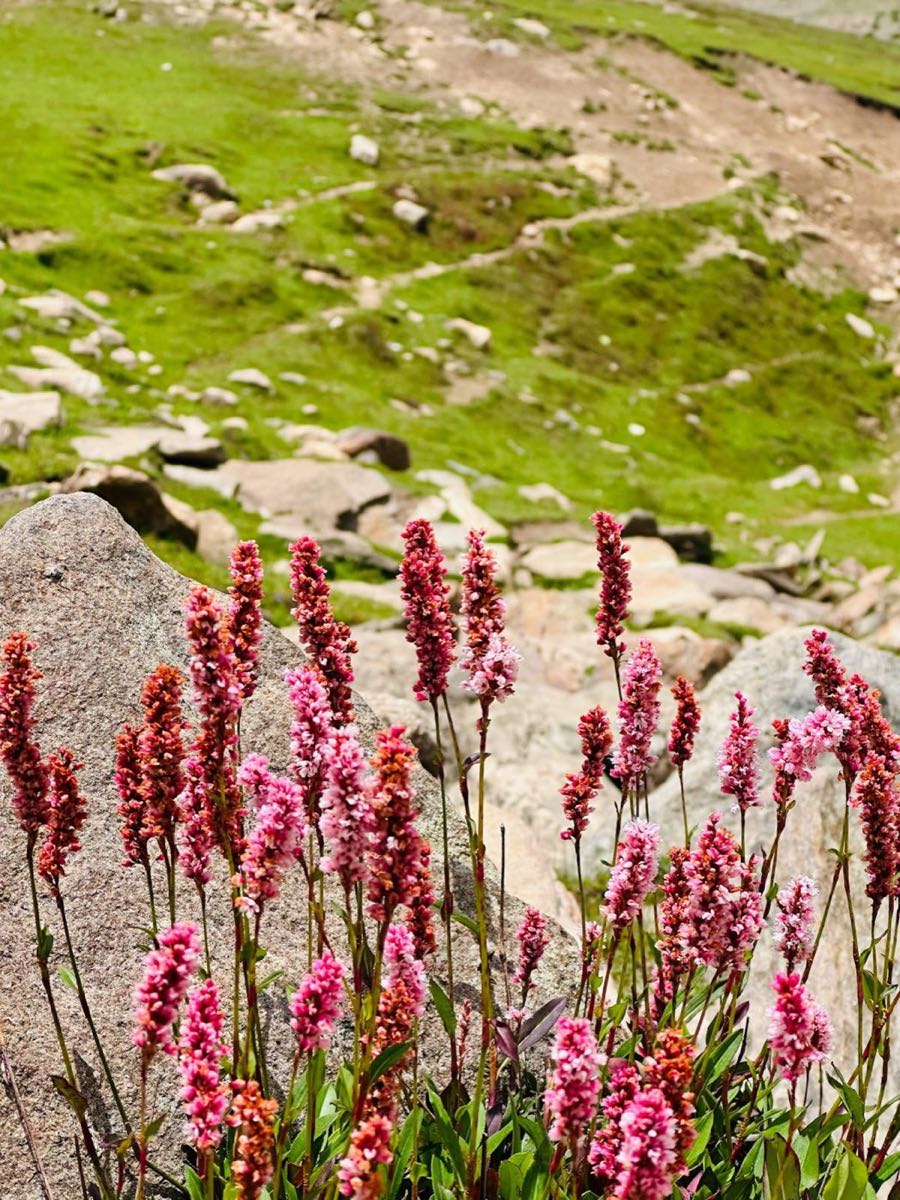 Pink wildflowers blooming against sunlit rocks in an alpine meadow